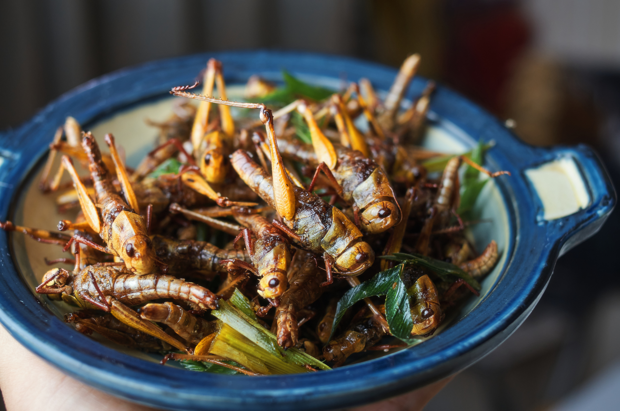Study Finds People Aren't Onboard With Eating Bugs For A Very Obvious Reason