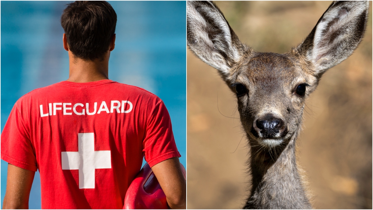 Heroic Lifeguards Save Drowning Deer, Video Is Epic: WATCH