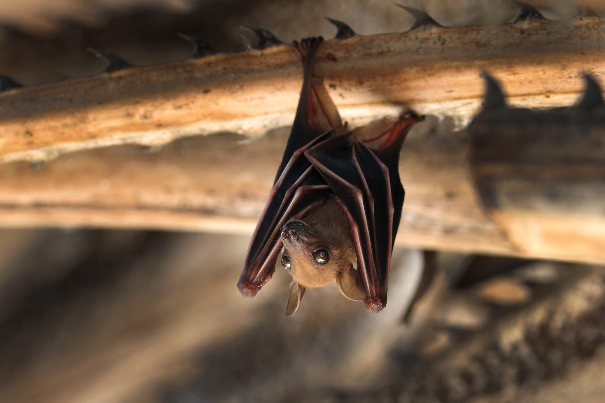 A Bat Flew Into A Woman's Mouth And All She Got Was $21K In Medical Bills