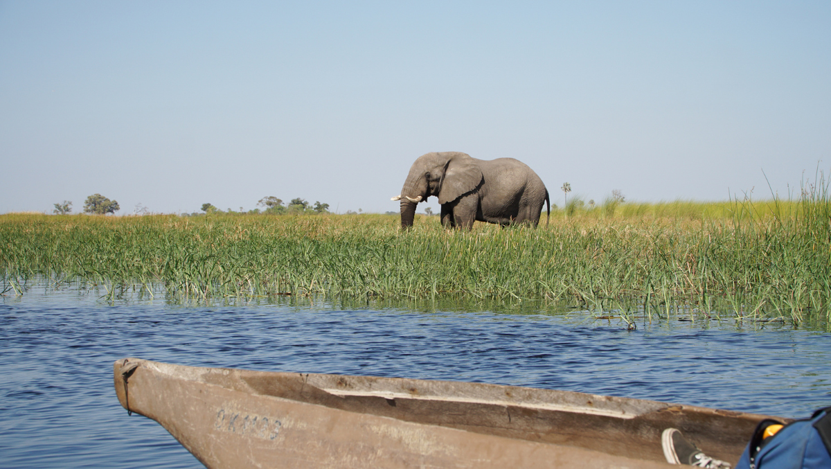 Elephant Attacks Cause Chaos in India, Botswana Safari Incidents