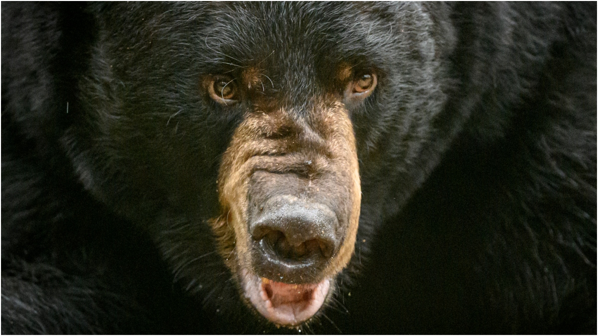Man Slaps Black Bear In Wildly Stupid Moment, Gets Instant Karma: WATCH