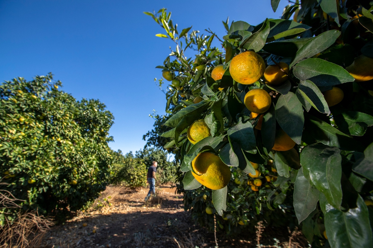 Grinch Deputies Bust Florida Dad Stealing 400 Pounds Of Avocados To Buy Christmas Presents