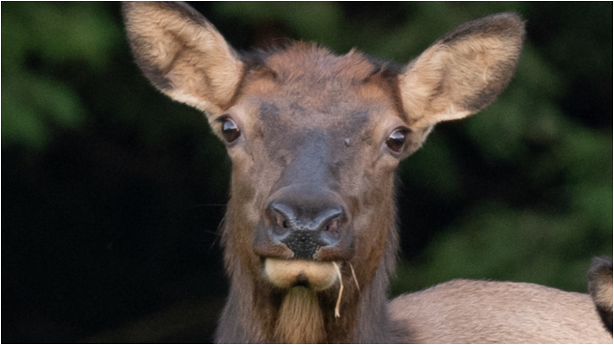 Tourist Humiliated By Wild Elk In Hilarious Viral Video: WATCH