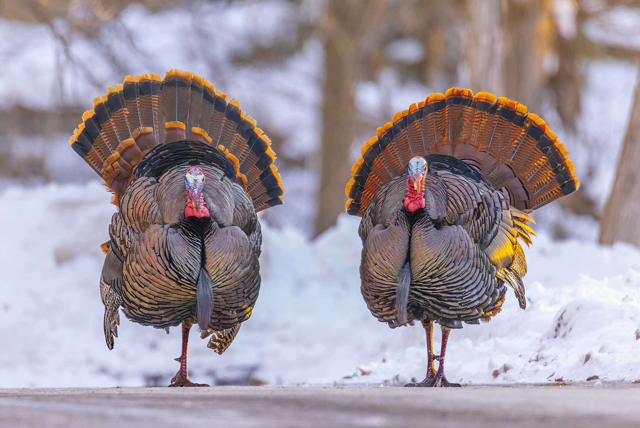 Wild Turkeys Wreak Havoc In Otherwise Peaceful Wisconsin City
