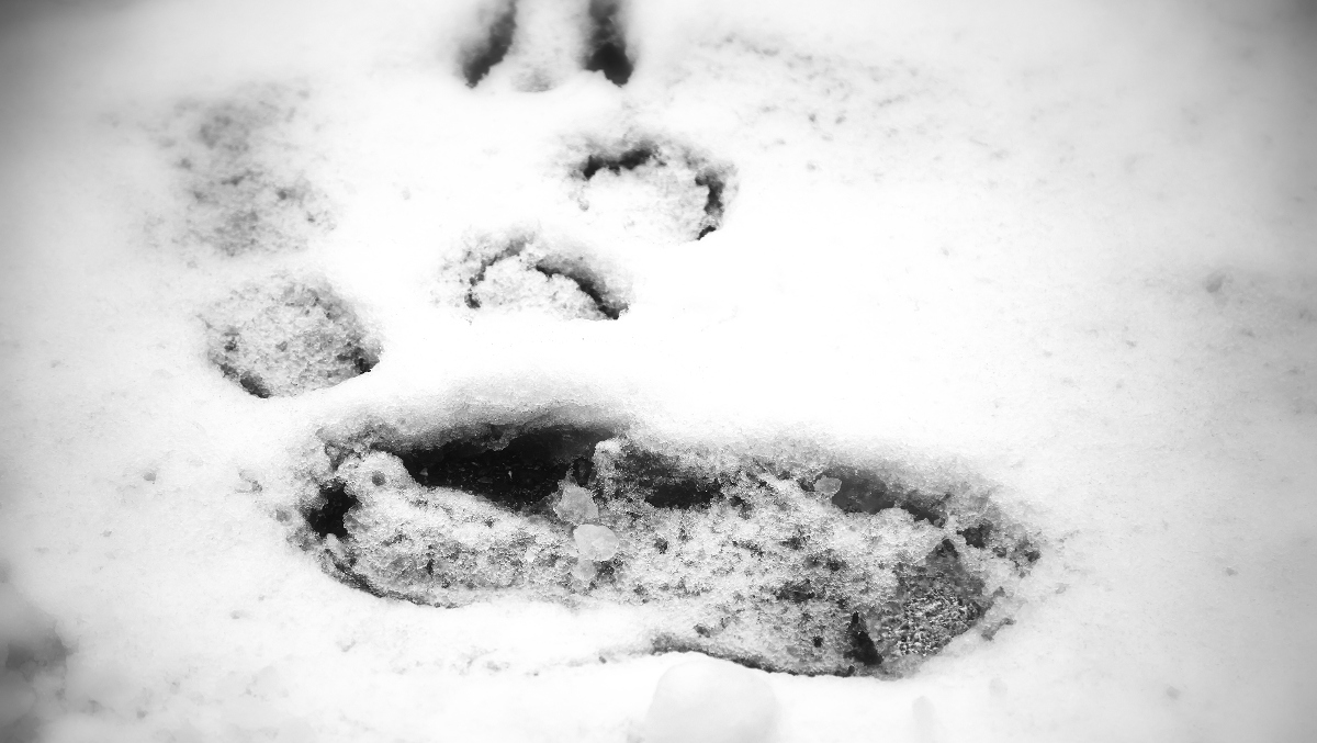 Snowfall In New York Leads To Multiple Reports Of Bigfoot Tracks