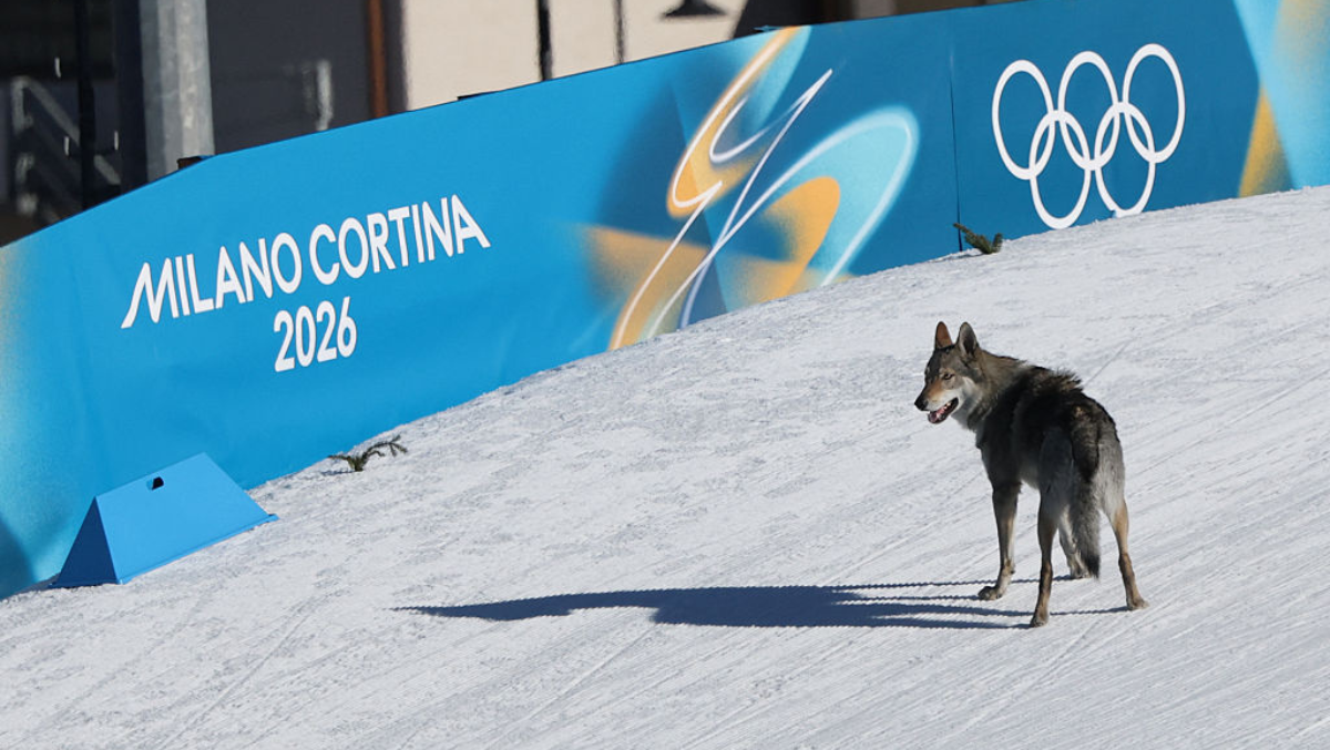 Dog Crashes Olympic Cross-Country Ski Race, Steals Show With Photo-Finish Sprint