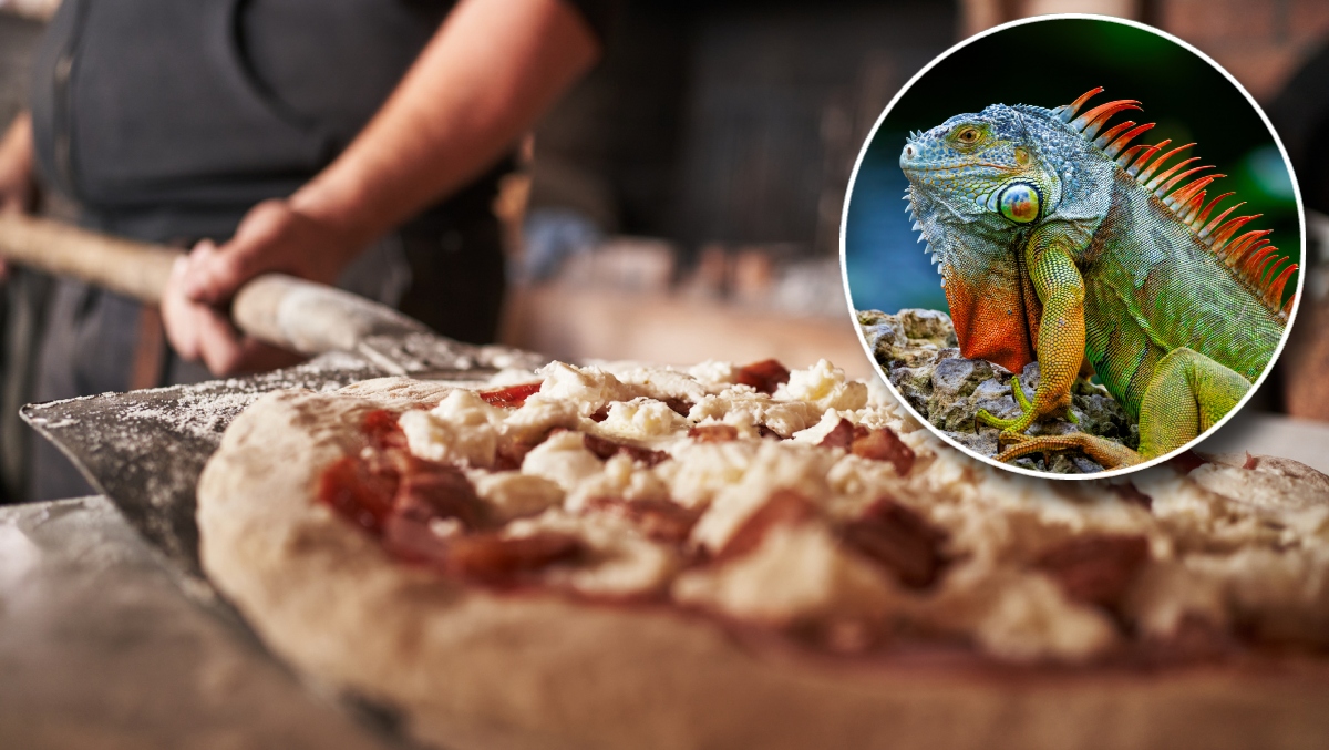You'll Never Guess Where They Just Threw Iguana On Pizza (Alright, It Was Florida)