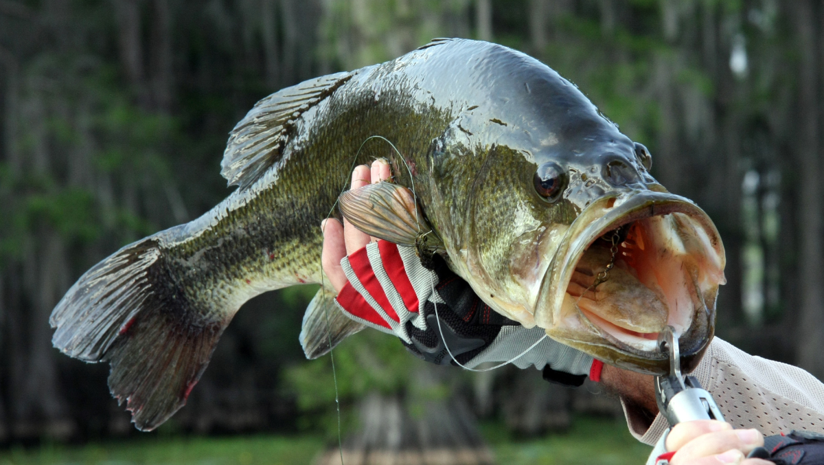Texas Angler Arrested After Stuffing Weights In Bass During Tournament