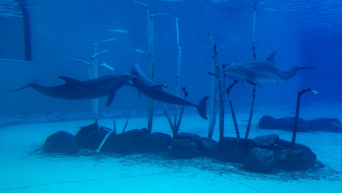 Florida Police Call Fake News On Ridiculous Viral Dolphin Kidnapping Story