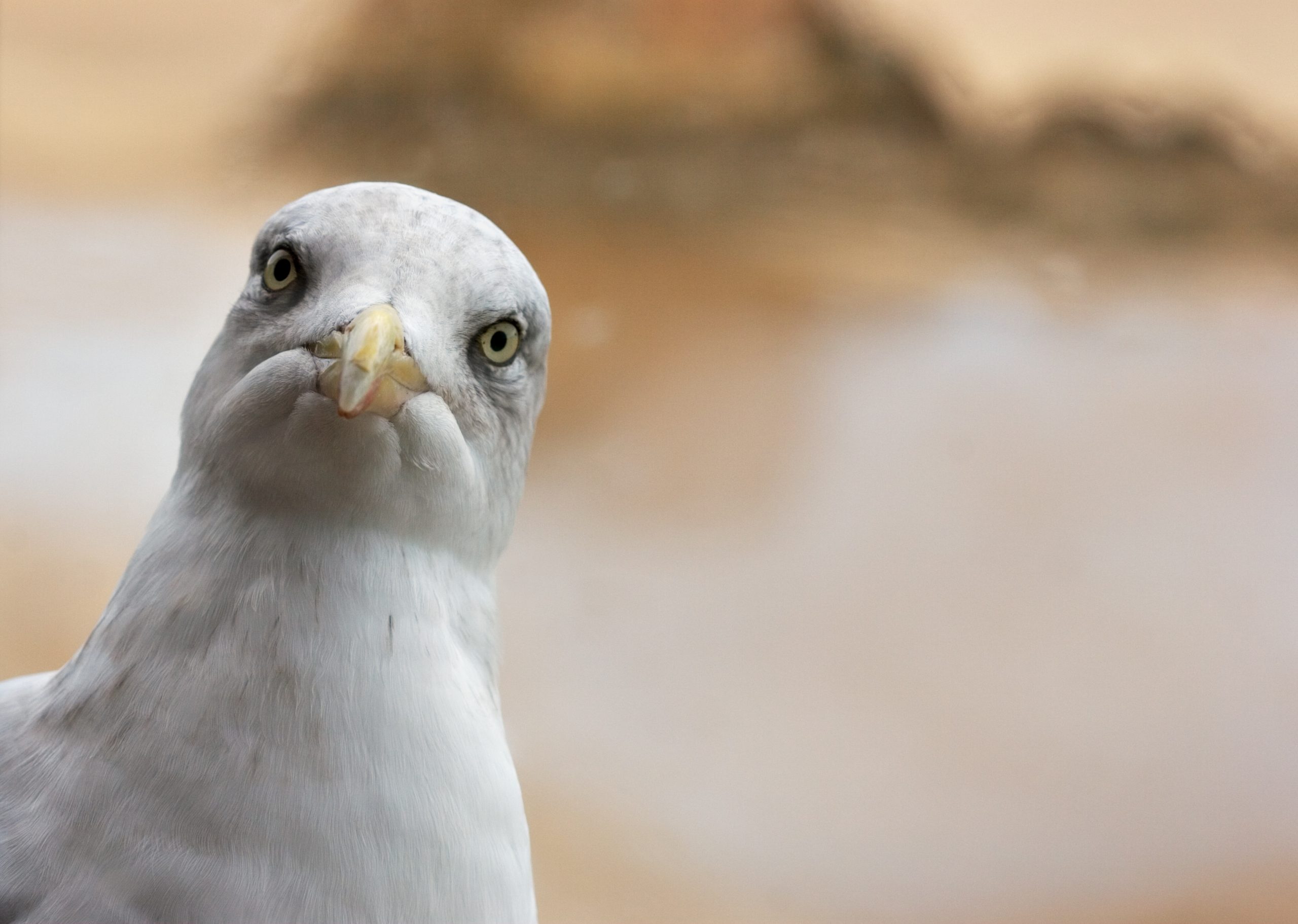 Scientists Say This Strange, Simple Trick Will Stop Seagulls From Stealing Your Food