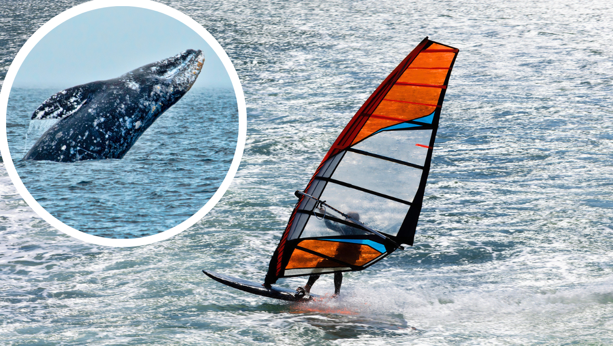 Windsurfer Gets Launched Into San Francisco Bay After Head-On Collision With Gray Whale: WATCH