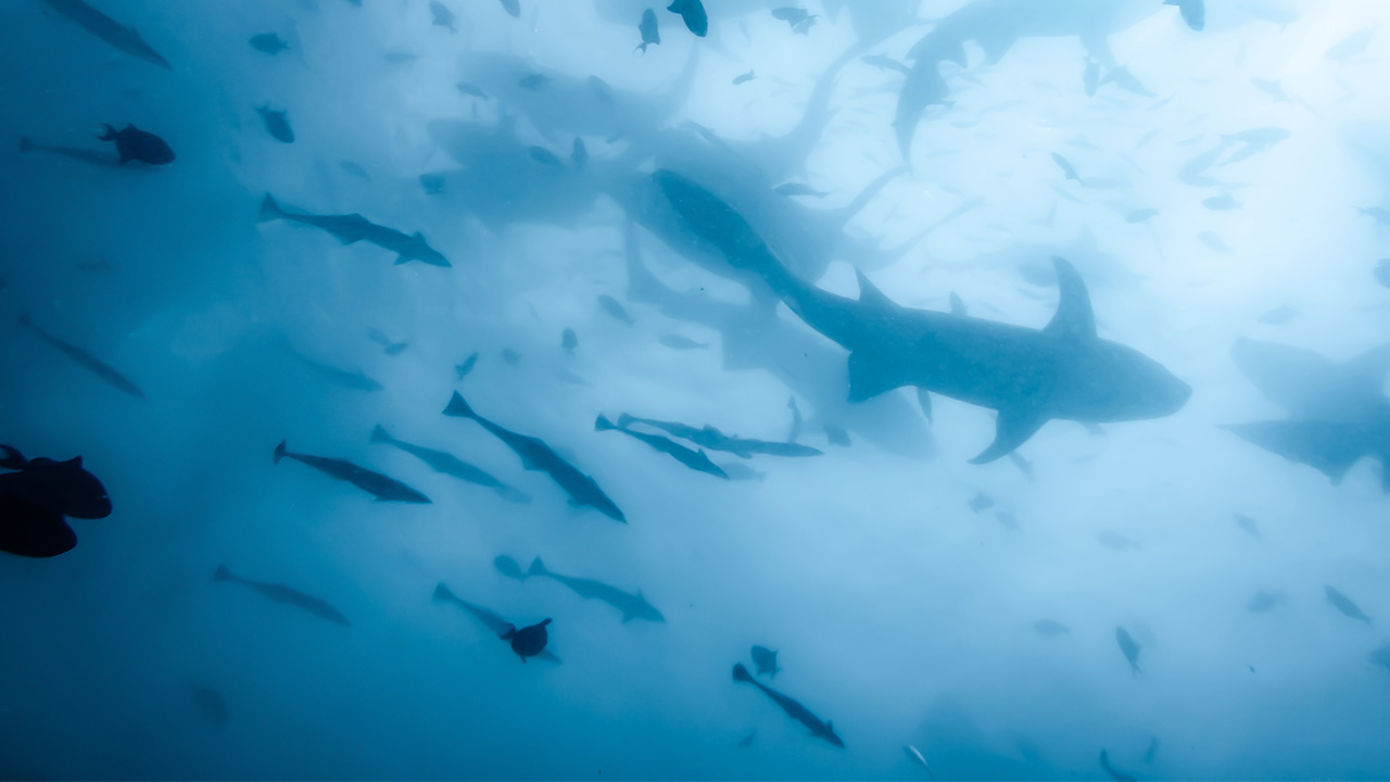 Horrifying Video Shows Fisherman Surrounded By Sharks Off The Coast Of North Carolina